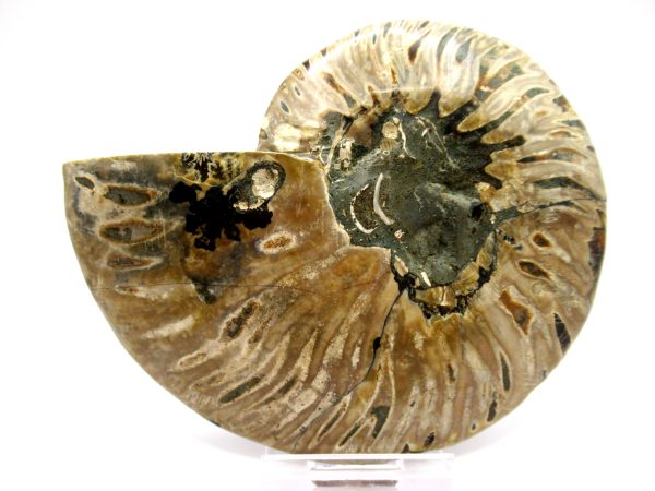 Madagascar Ammonite Pair  4.73" ~ #103 - Image 4