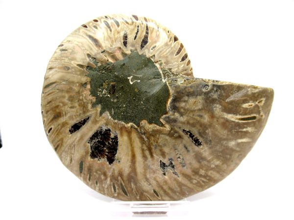 Madagascar Ammonite Pair  4.73" ~ #103 - Image 3