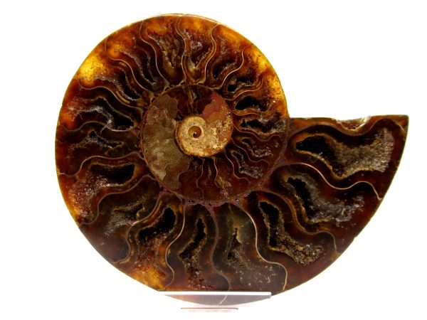 Madagascar Ammonite Pair  4.57" ~ #104