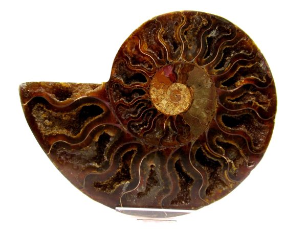 Madagascar Ammonite Pair  4.57" ~ #104 - Image 2