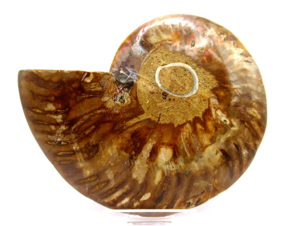 Madagascar Ammonite Pair  4.57" ~ #104 - Image 4