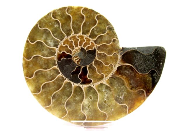 Madagascar Ammonite Pair  4.38" ~ #105