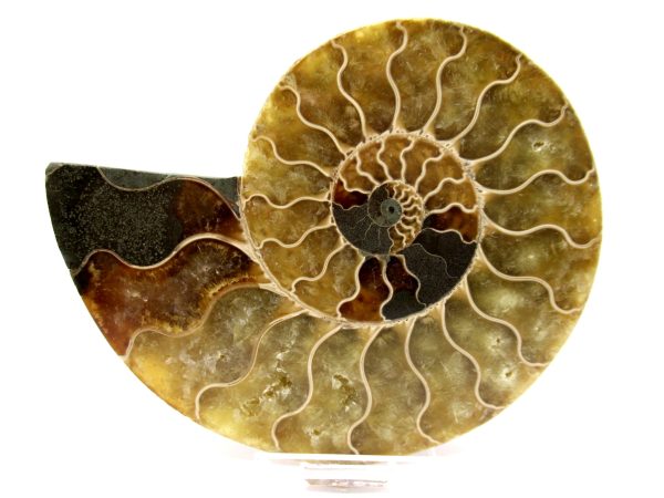 Madagascar Ammonite Pair  4.38" ~ #105 - Image 2