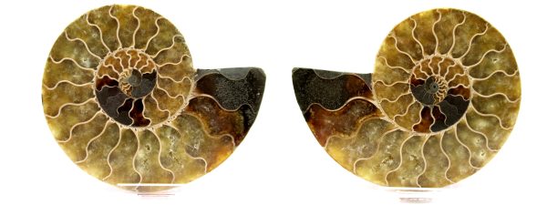 Madagascar Ammonite Pair  4.38" ~ #105 - Image 5