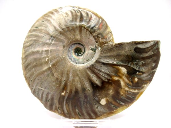 Madagascar Ammonite Pair  4.38" ~ #105 - Image 3