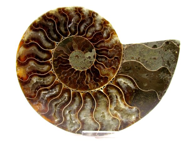 Madagascar Ammonite Pair  4.96" ~ #106