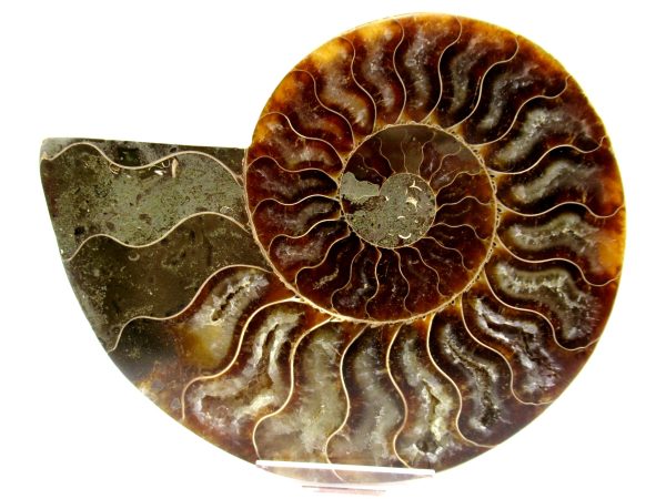 Madagascar Ammonite Pair  4.96" ~ #106 - Image 2