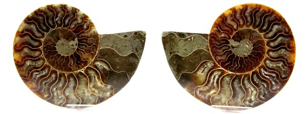 Madagascar Ammonite Pair  4.96" ~ #106 - Image 5