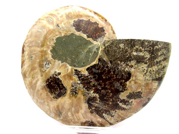 Madagascar Ammonite Pair  4.96" ~ #106 - Image 3