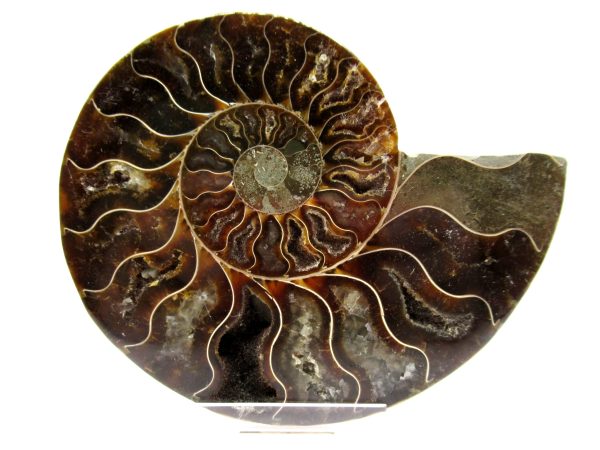 Madagascar Ammonite Pair  4.19" ~ #107