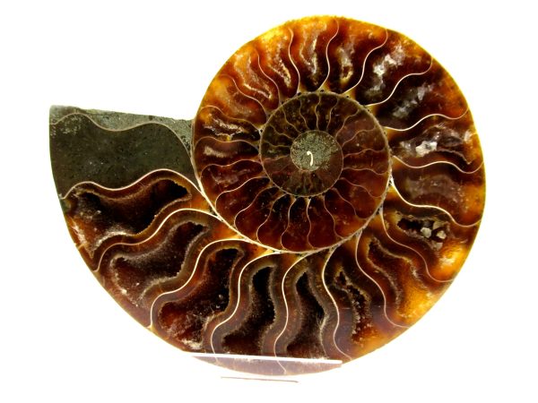 Madagascar Ammonite Pair  4.19" ~ #107 - Image 2