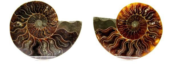 Madagascar Ammonite Pair  4.19" ~ #107 - Image 5