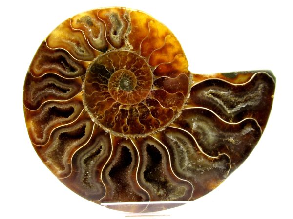 Madagascar Ammonite Pair  4.27" ~ #108