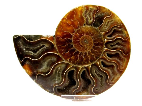 Madagascar Ammonite Pair  4.27" ~ #108 - Image 2