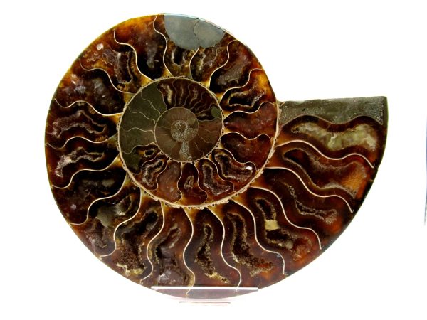 Madagascar Ammonite Pair  5.02" ~ #109