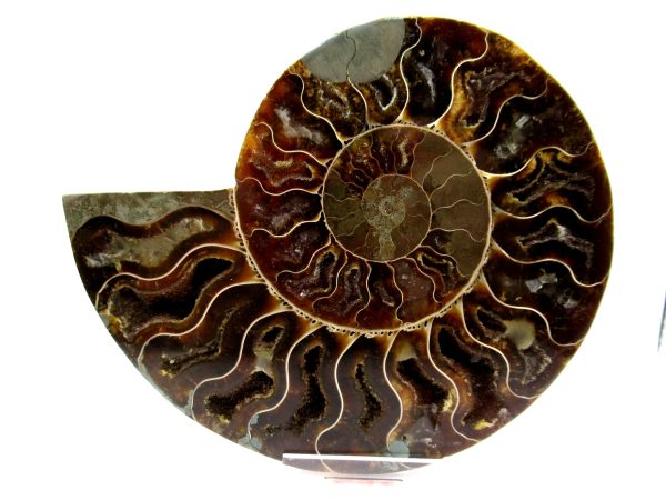 Madagascar Ammonite Pair  5.02" ~ #109 - Image 2