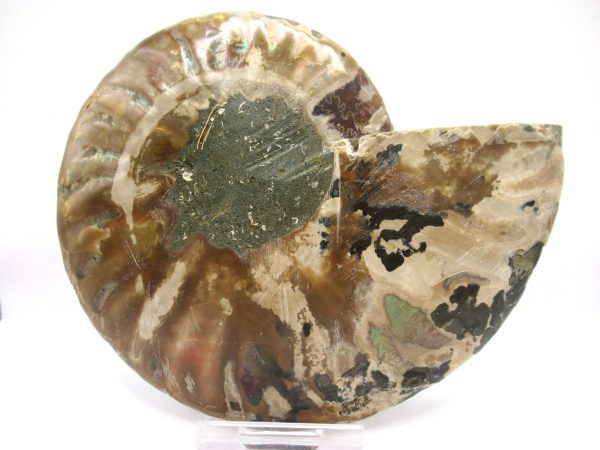 Madagascar Ammonite Pair  5.02" ~ #109 - Image 3