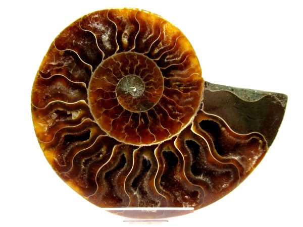 Madagascar Ammonite Pair  4.20" ~ #110