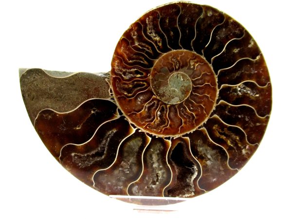 Madagascar Ammonite Pair  4.20" ~ #110 - Image 2