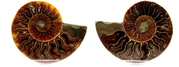 Madagascar Ammonite Pair  4.20" ~ #110 - Image 5