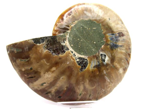 Madagascar Ammonite Pair  4.20" ~ #110 - Image 4