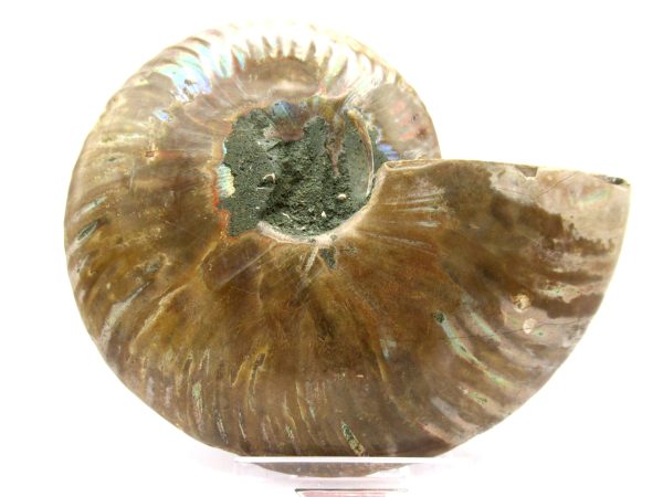 Madagascar Ammonite Pair  4.20" ~ #110 - Image 3