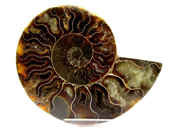 Madagascar Ammonite Pair  4.18" ~ #111