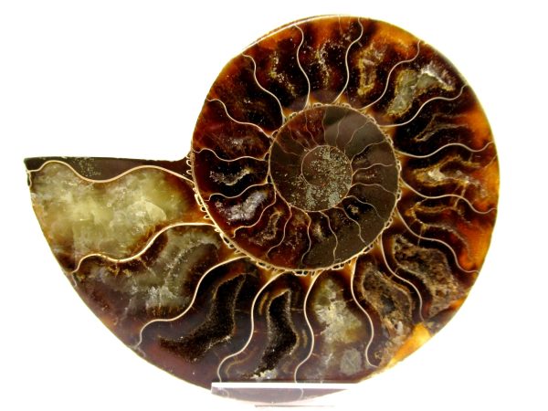 Madagascar Ammonite Pair  4.18" ~ #111 - Image 2