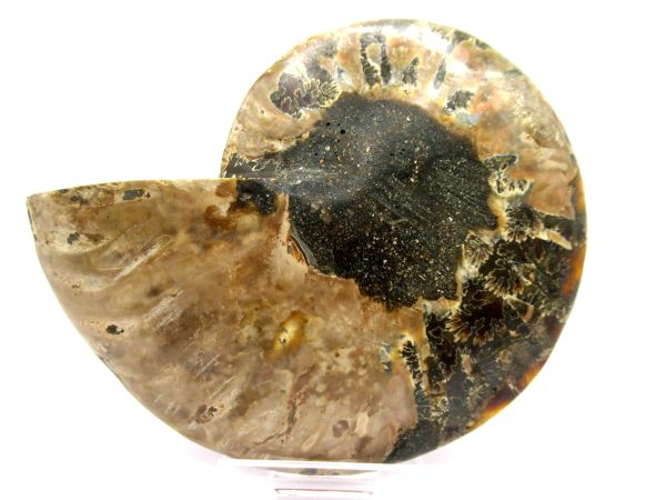 Madagascar Ammonite Pair  4.18" ~ #111 - Image 4