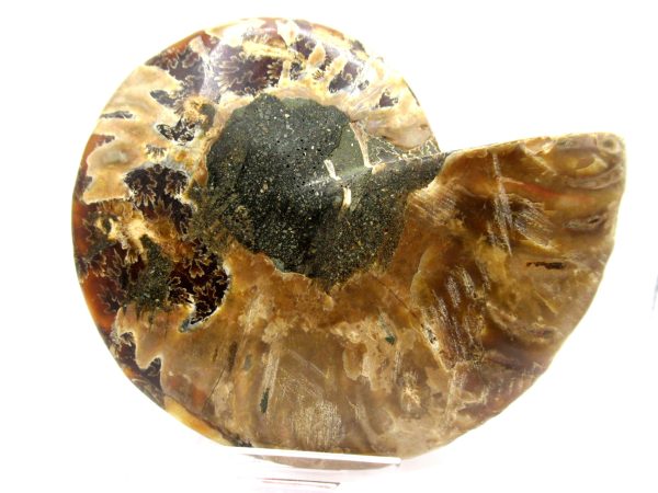 Madagascar Ammonite Pair  4.18" ~ #111 - Image 3