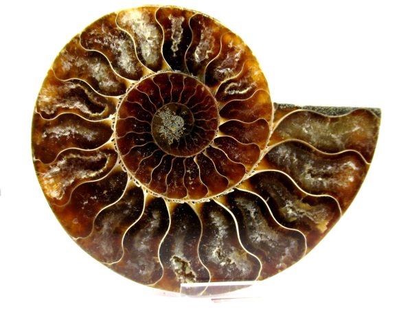 Madagascar Ammonite Pair  4.28" ~ #112