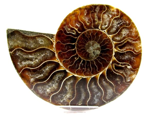 Madagascar Ammonite Pair  4.28" ~ #112 - Image 2