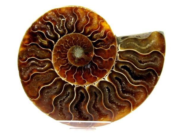 Madagascar Ammonite Pair  4.39" ~ #113