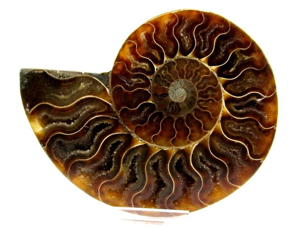 Madagascar Ammonite Pair  4.39" ~ #113 - Image 2