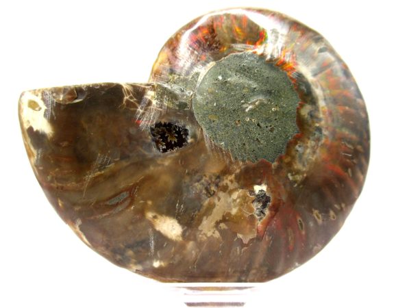 Madagascar Ammonite Pair  4.39" ~ #113 - Image 4