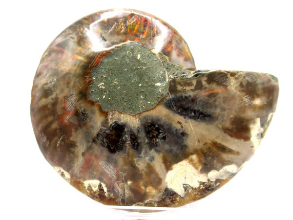 Madagascar Ammonite Pair  4.39" ~ #113 - Image 3