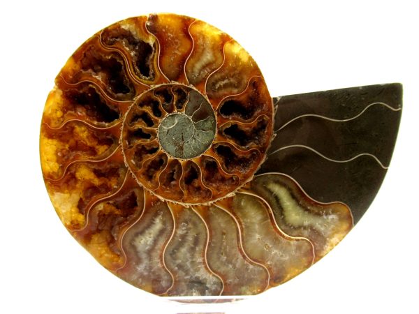 Madagascar Ammonite Pair  5.04" ~ #114