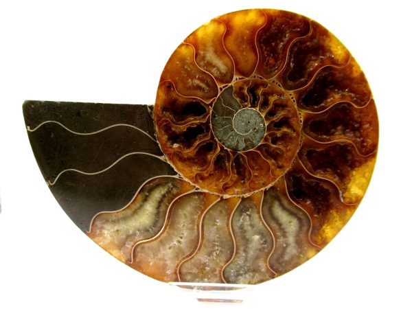 Madagascar Ammonite Pair  5.04" ~ #114 - Image 2