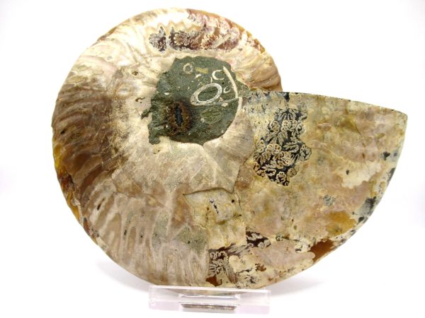 Madagascar Ammonite Pair  5.04" ~ #114 - Image 3