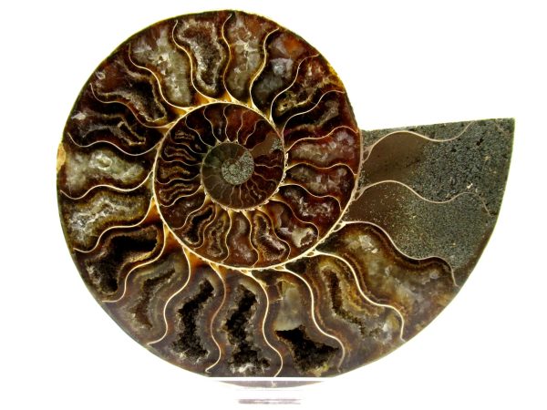 Madagascar Ammonite Pair  4.78" ~ #115