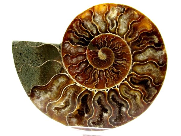 Madagascar Ammonite Pair  4.78" ~ #115 - Image 2