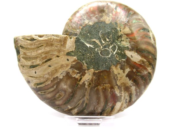 Madagascar Ammonite Pair  4.78" ~ #115 - Image 4