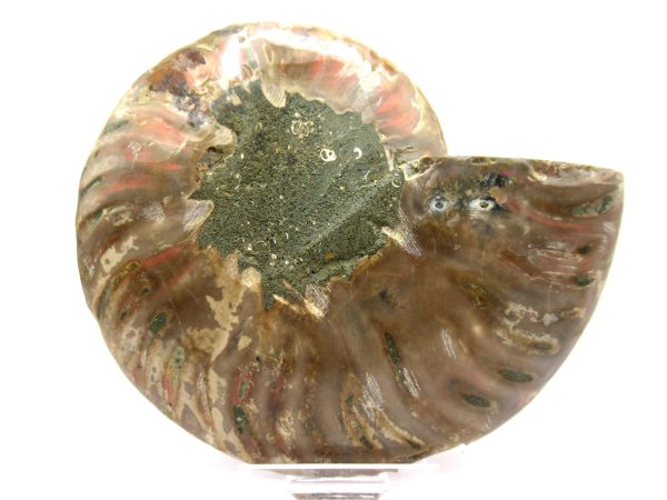 Madagascar Ammonite Pair  4.78" ~ #115 - Image 3