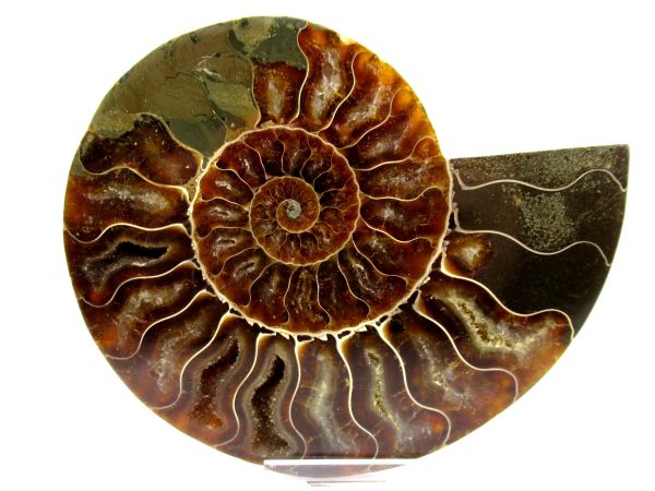 Madagascar Ammonite Pair  4.98" ~ #116