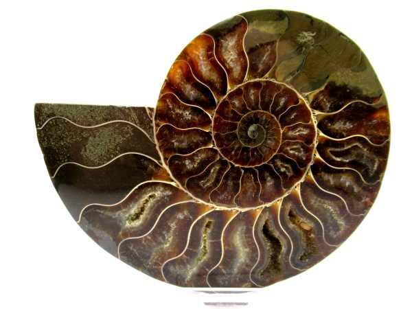 Madagascar Ammonite Pair  4.98" ~ #116 - Image 2