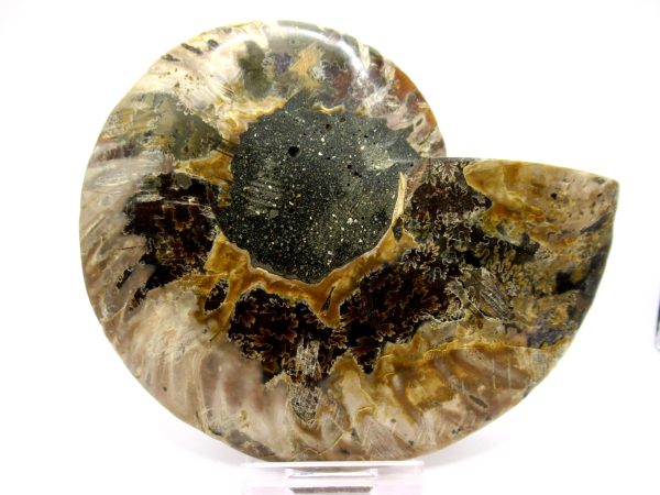 Madagascar Ammonite Pair  4.98" ~ #116 - Image 3