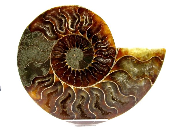 Madagascar Ammonite Pair  4.66" ~ #117