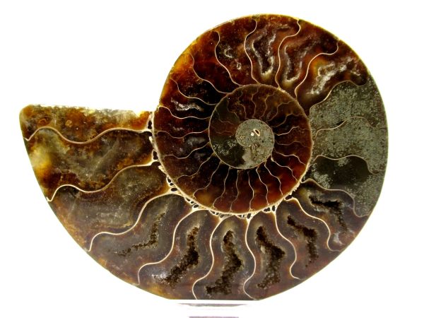 Madagascar Ammonite Pair  4.66" ~ #117 - Image 2