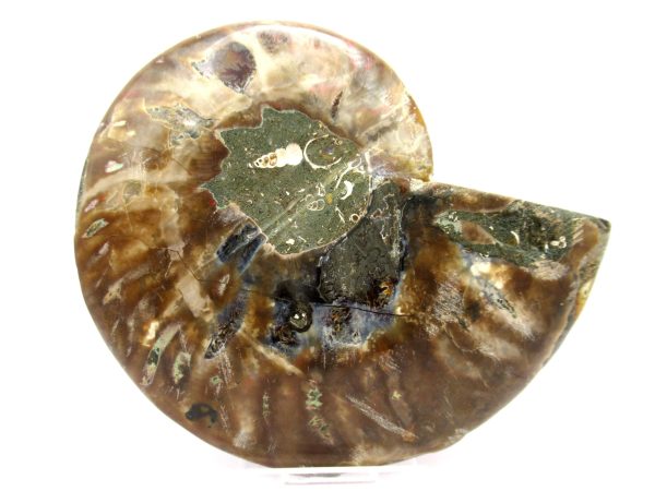 Madagascar Ammonite Pair  4.66" ~ #117 - Image 3