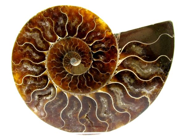 Madagascar Ammonite Pair  5.16" ~ #118